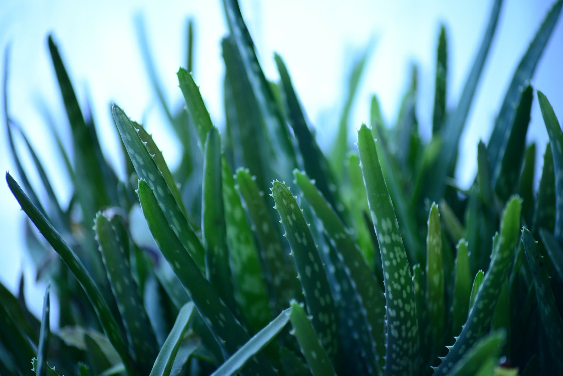 5 Calming Ingredients To Soothe Eczema