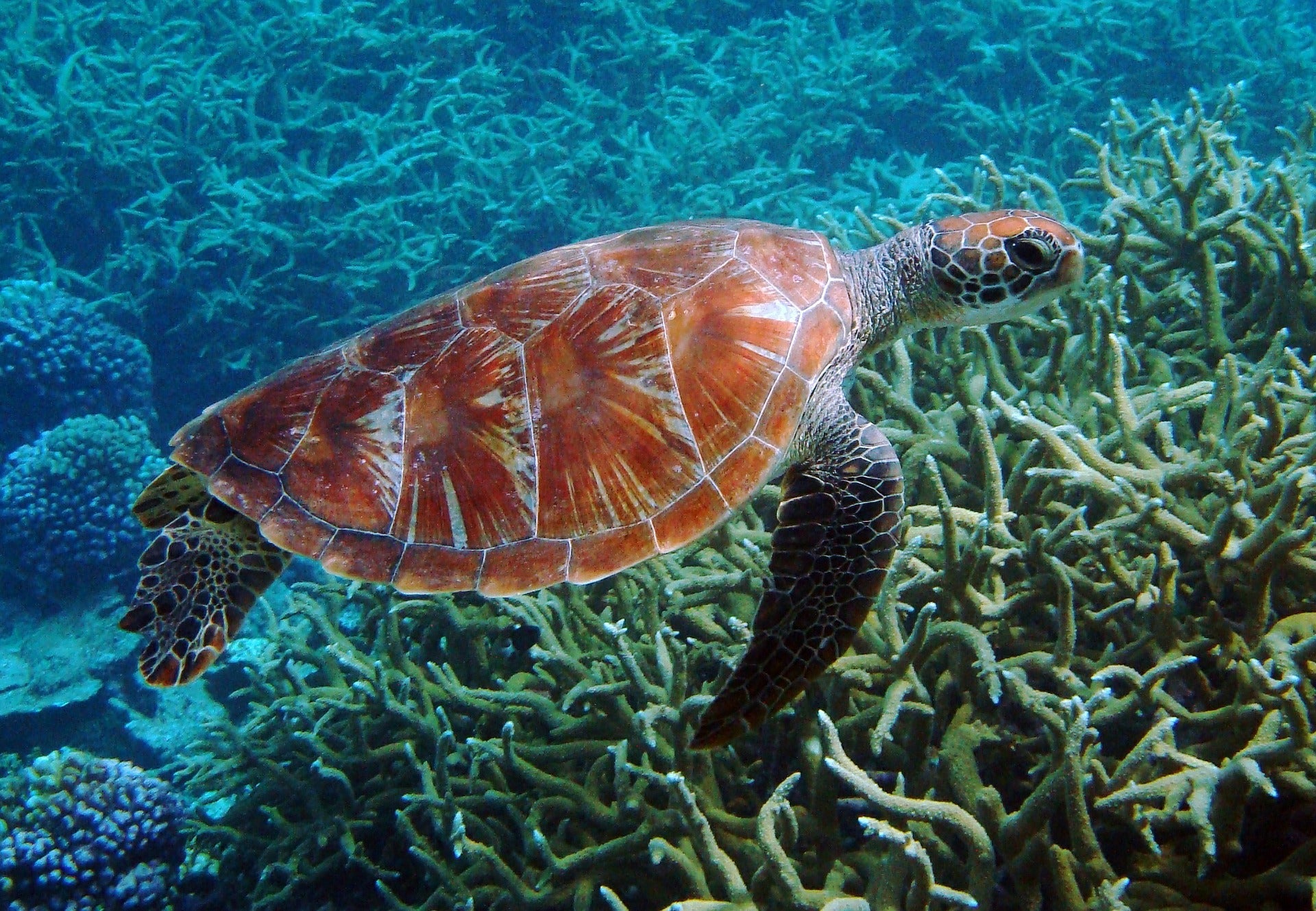 Do Reef Safe Sunscreens Work?