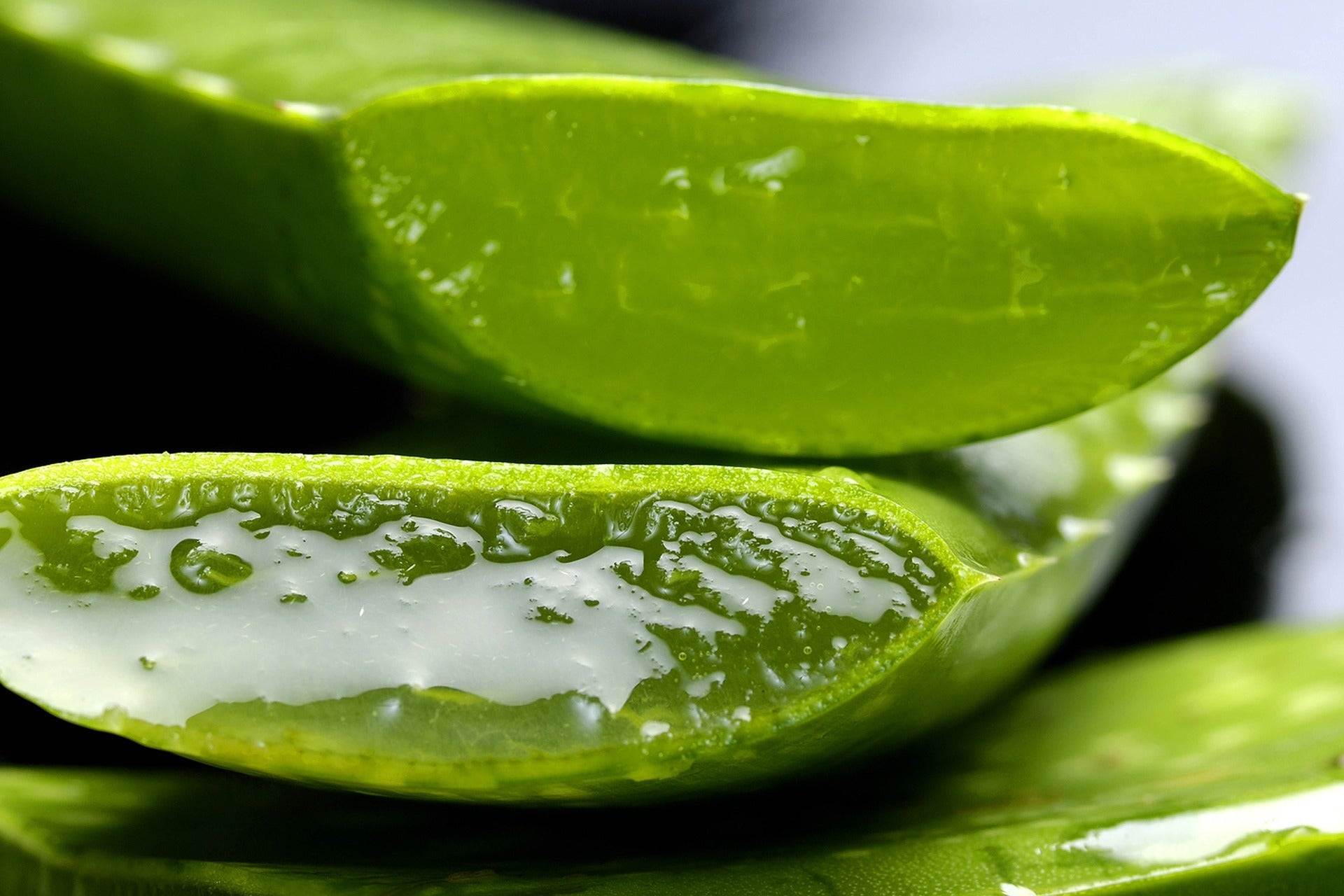 Close-up of freshly cut aloe vera leaves showing the clear gel inside with water droplets on the surface.