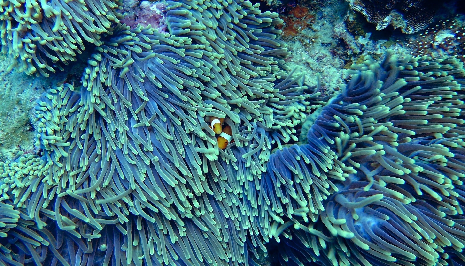 Clownfish peeking out from vibrant blue and green sea anemones underwater in a coral reef habitat.